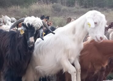Dansfeest op 17 januari: Kom op met de geit !