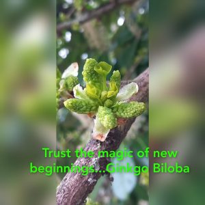gingko biloba - kopie
