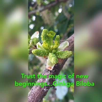 gingko biloba - kopie