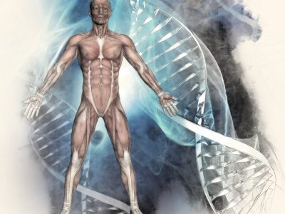 3D sketched medical background with male figure and DNA Strands 3D sketched image of a male figure with muscle map on a medical background with DNA strands