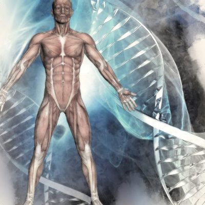 3D sketched medical background with male figure and DNA Strands 3D sketched image of a male figure with muscle map on a medical background with DNA strands