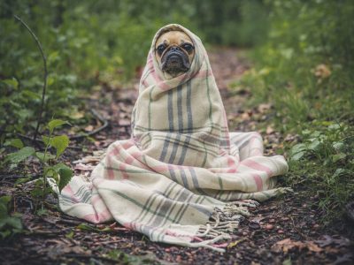 photo-meditatiehond photo-meditatiehond