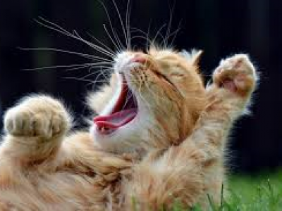 yawningcat_03 yawningcat_03