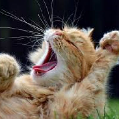 yawningcat_03